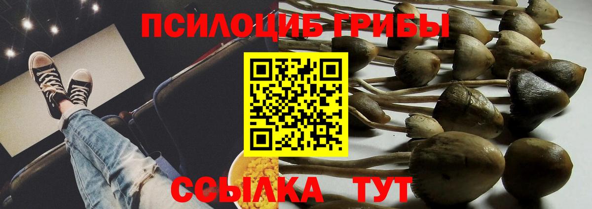 Псилоцибиновые грибы Psilocybe Пятигорск